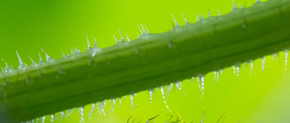 Ottophoto