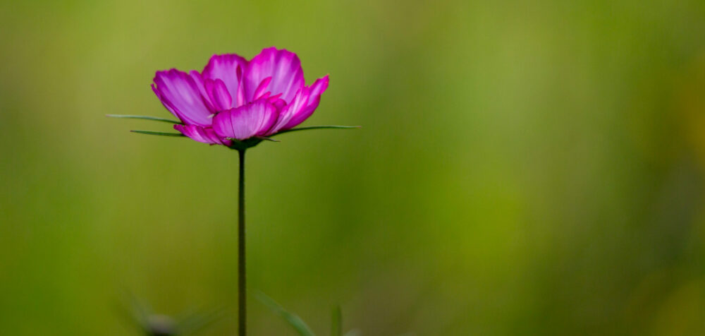 Ottophoto